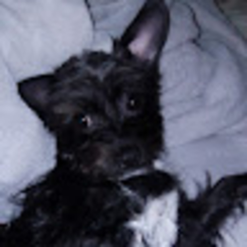 Meet your Posher, Zoey